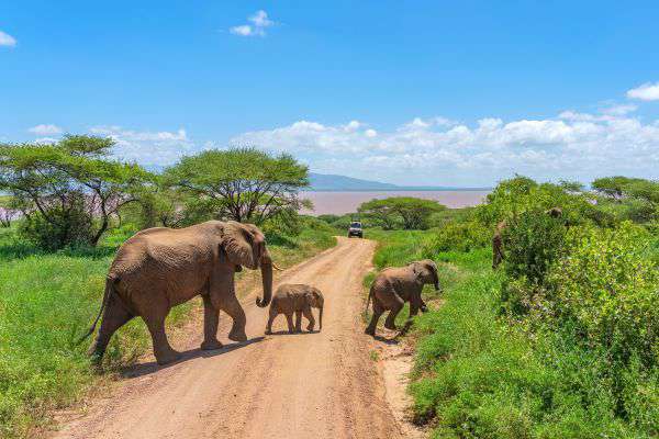 Tarangire Nationalpark in Tansania