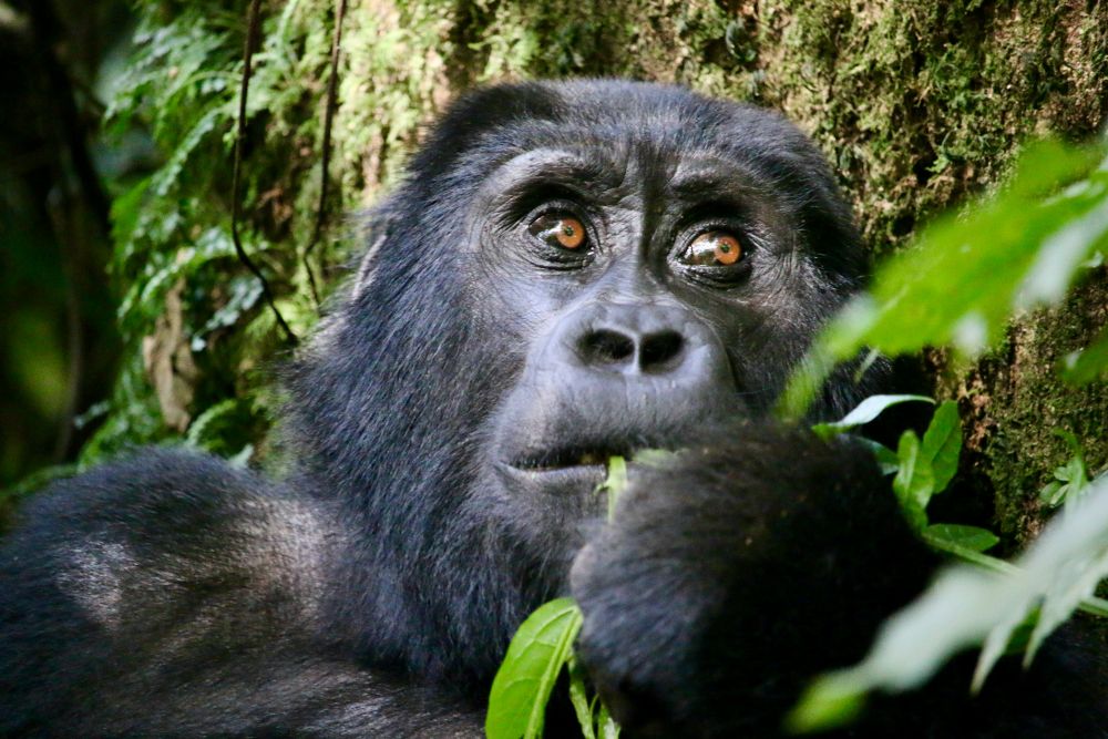 Gorilla aus nächster Nähe
