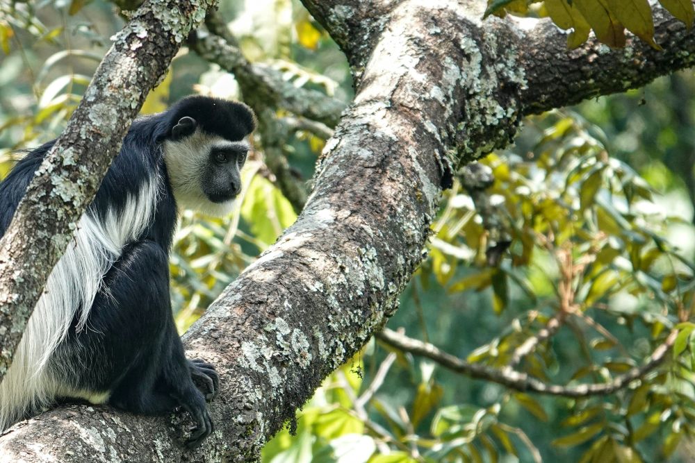 Affe im Regenwald