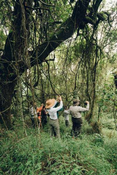 Gorilla Trekking im Bwindi Nationalpark