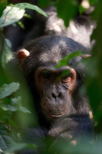 Schimpansen Trekking im Kibale Nationalpark