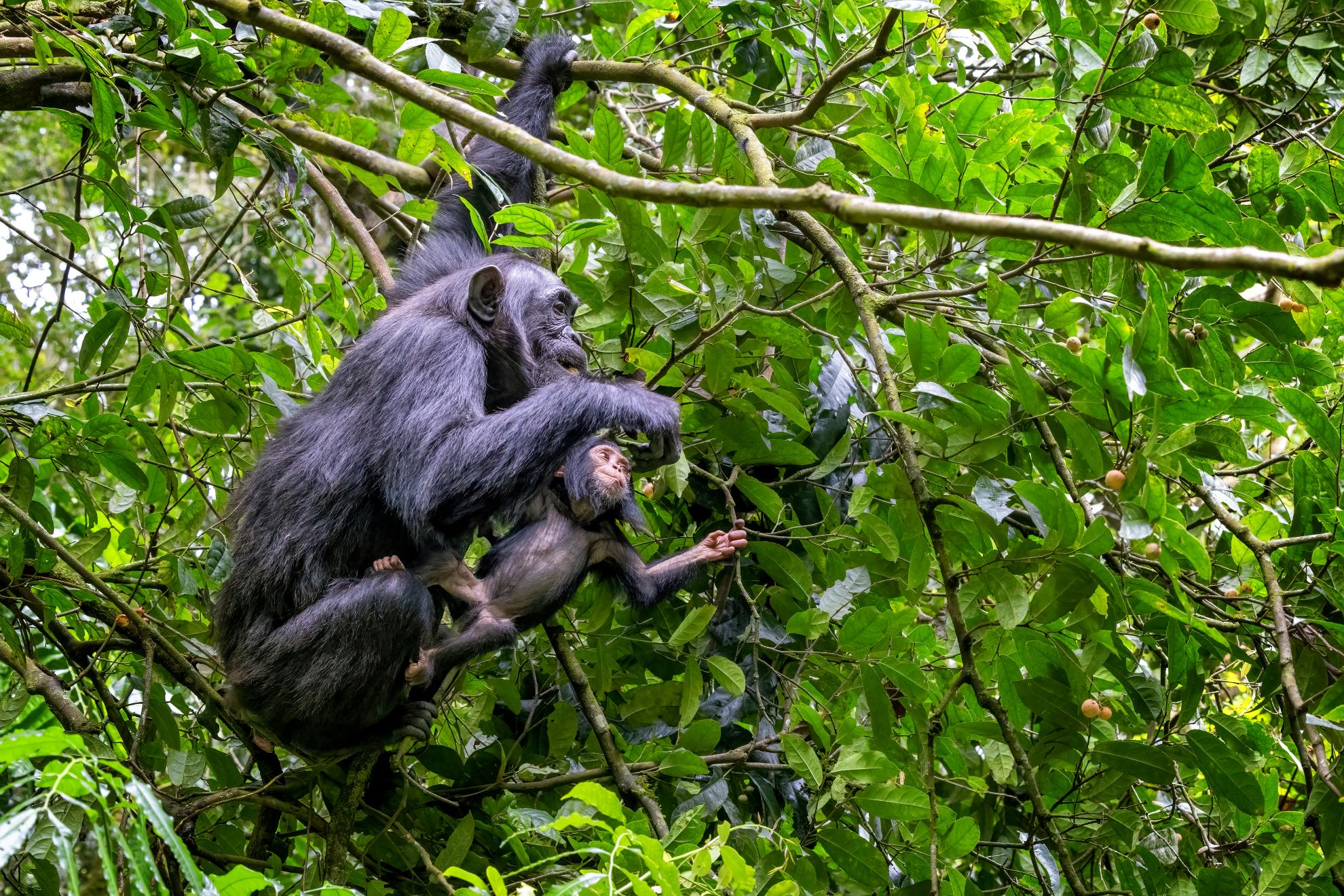 Schimpanse im Kibale Nationalpark