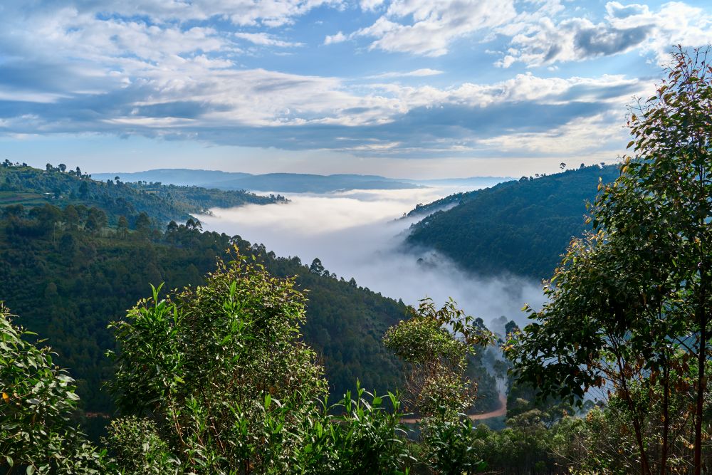 Blick über den Kibale Regenwald