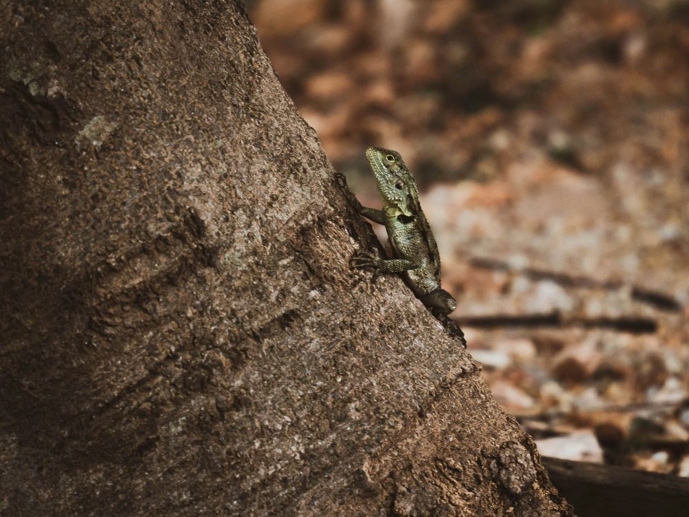 Echse auf einem Baum