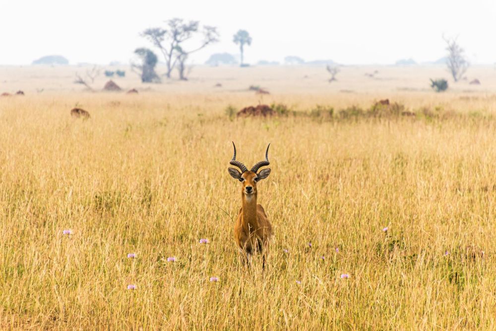 Wildlife in Murchison Falls National Park