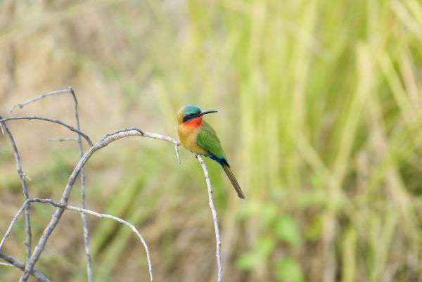 Birdwatching in Murchison Falls National Park