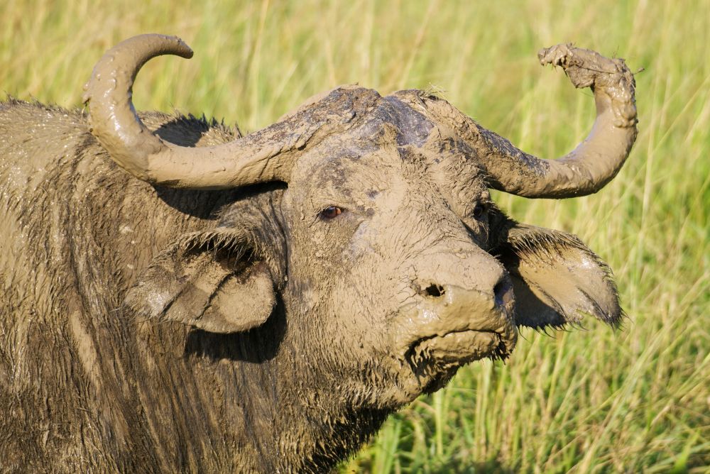 Buffalo in the park