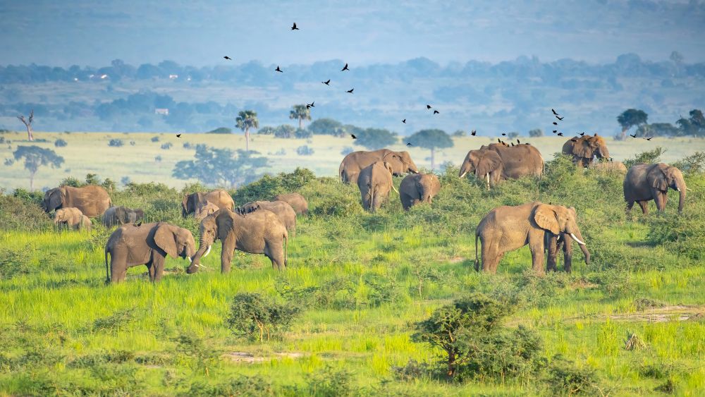 Elephant herd in Murchison Falls National Park