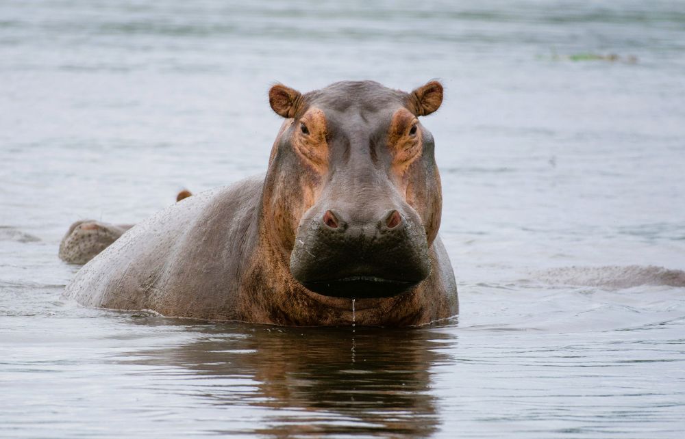 Hippo im Kazinga-Kanal