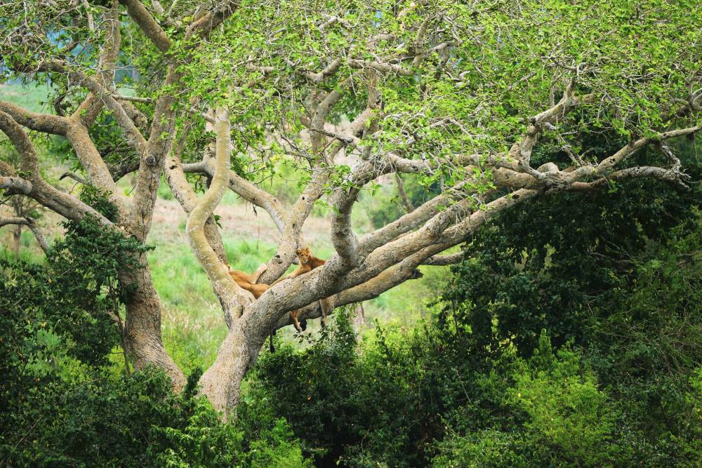 Löwen entspannen sich auf einem Baum