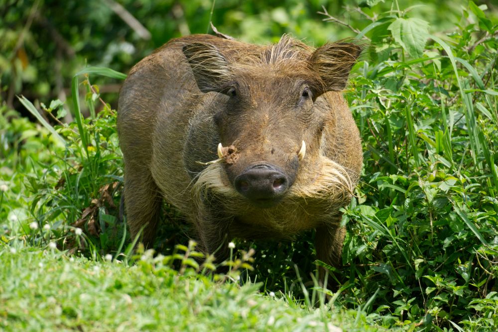 Warzenschwein im Dickicht des Parks