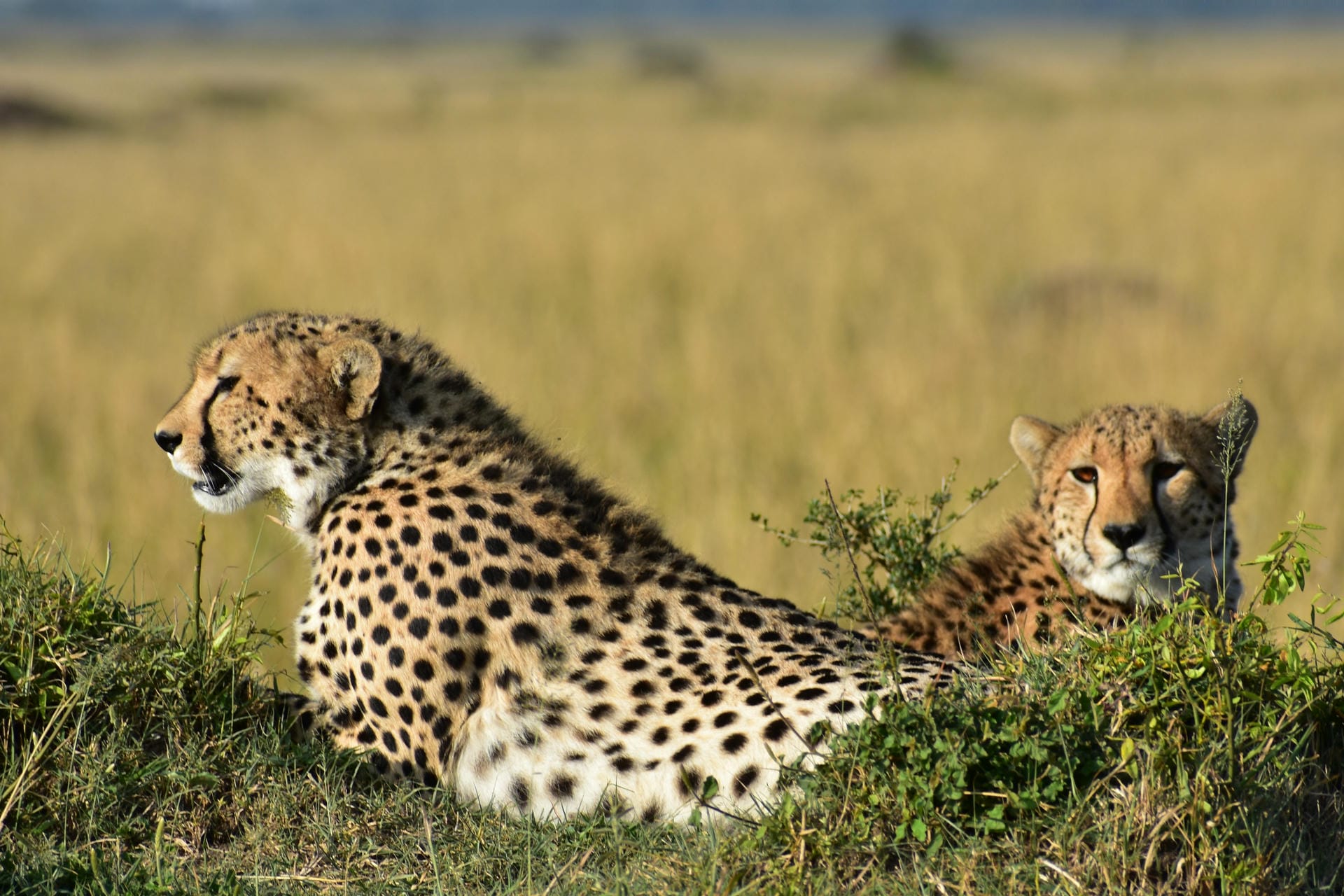 Cheetah in the evening sun