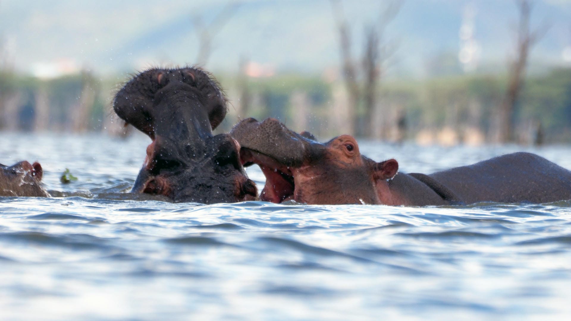 Hippos in Lake Naivasha