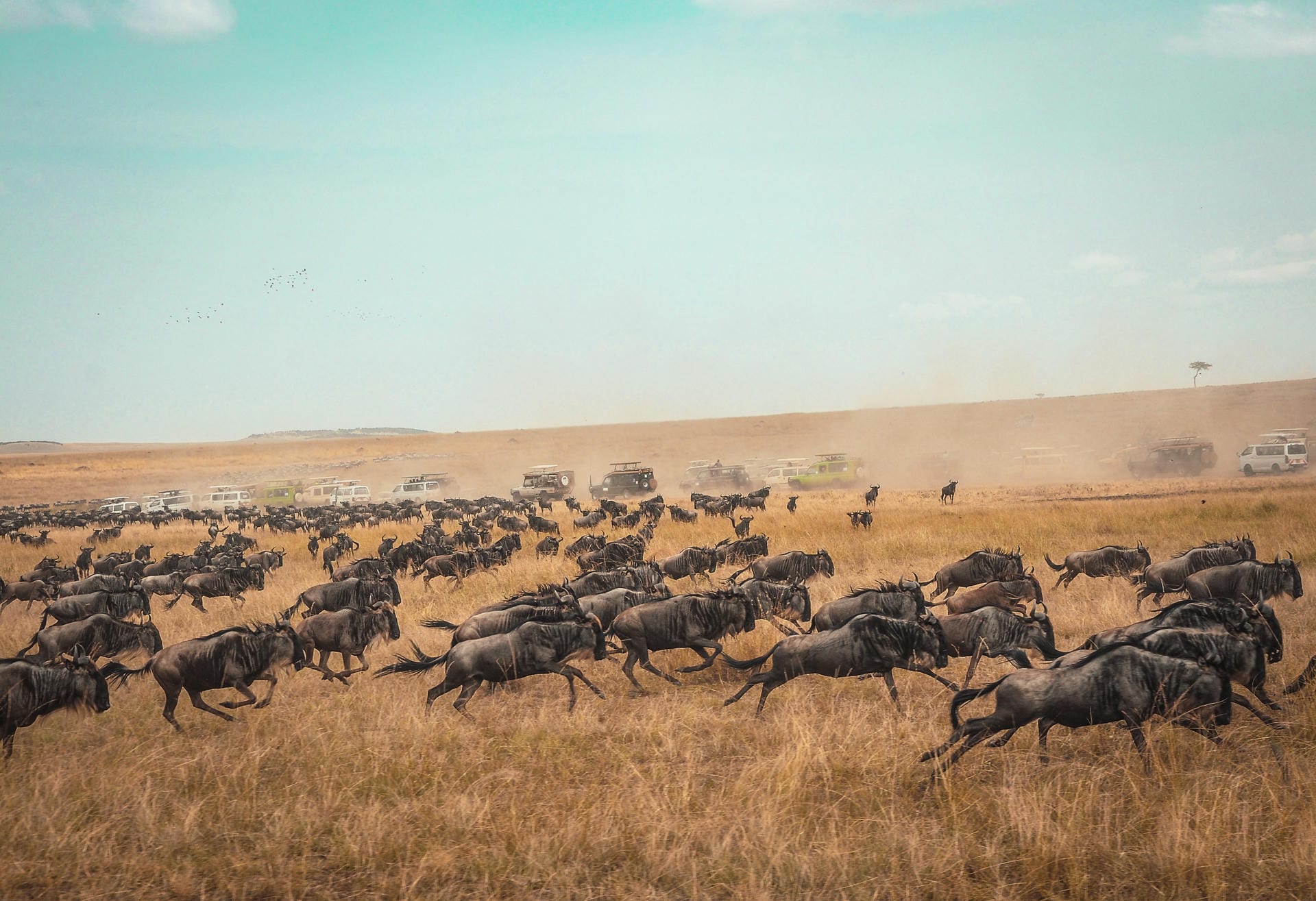 Wildebeest in the Masai Mara