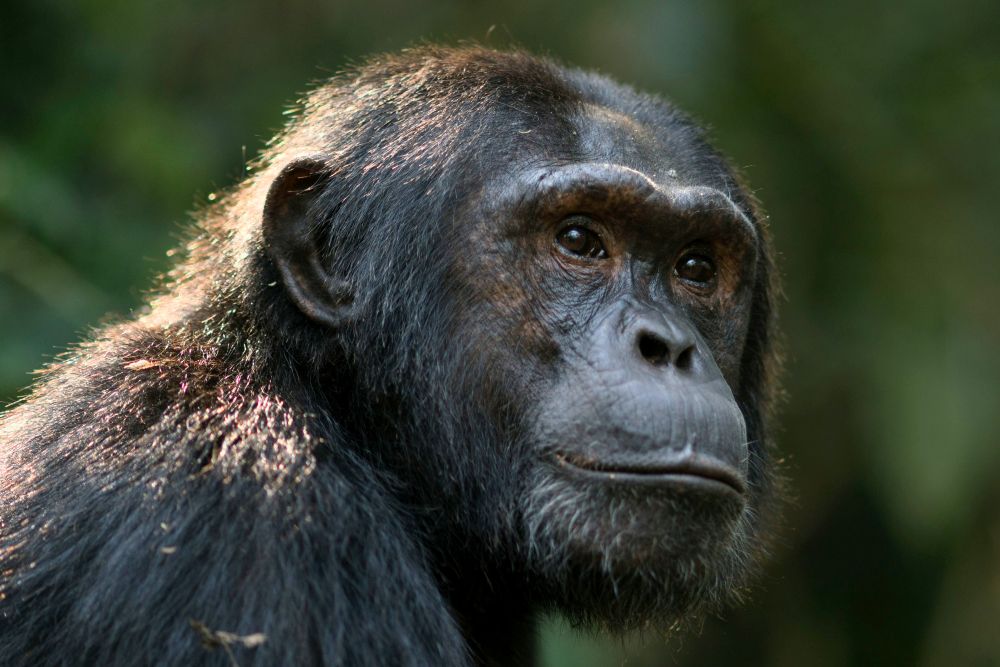 Schimpanse im Kibale Nationalpark