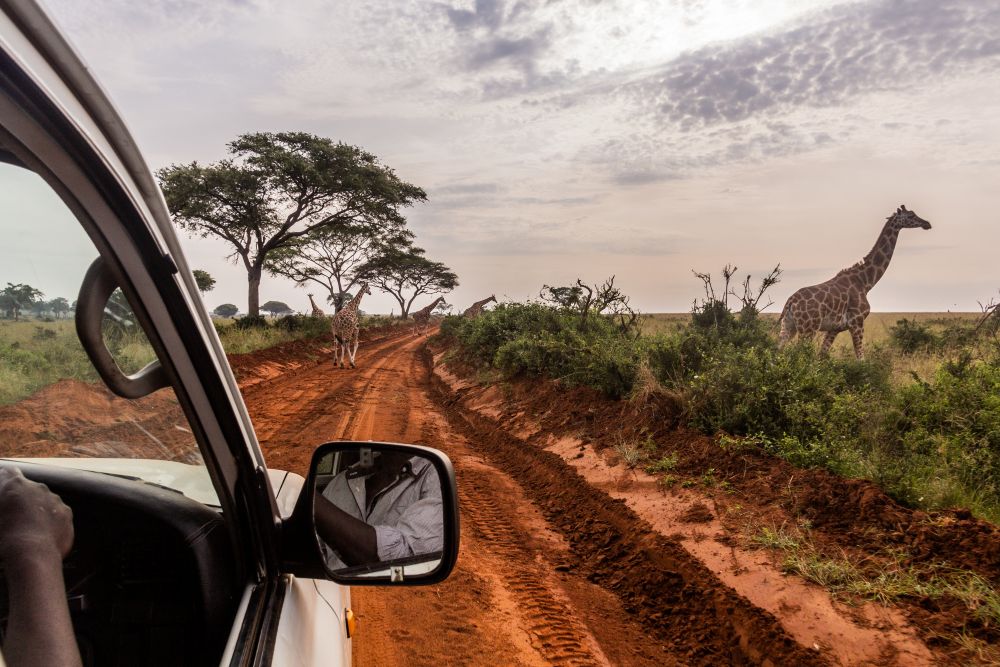 Pirschfahrt im Murchison Falls Nationalpark
