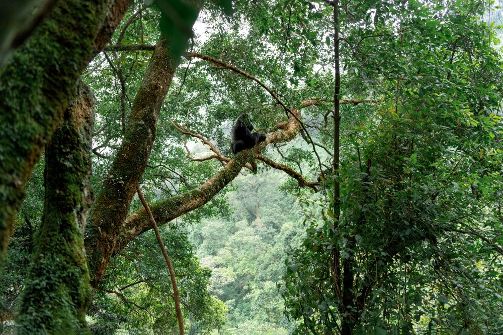 Gorilla sitzt im Baum