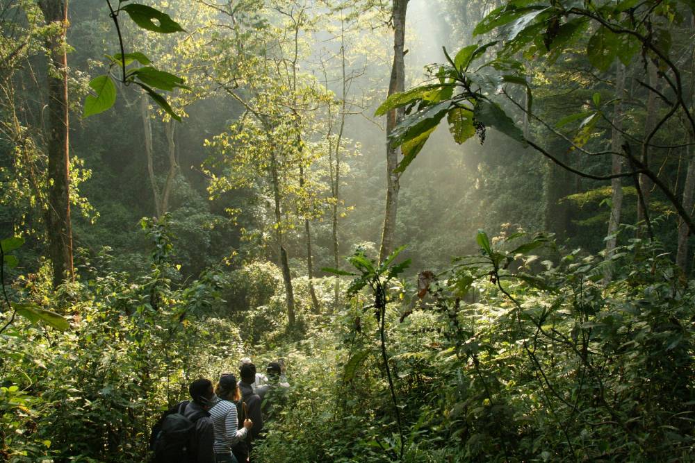 Dicht bewachsener Bwindi Forest